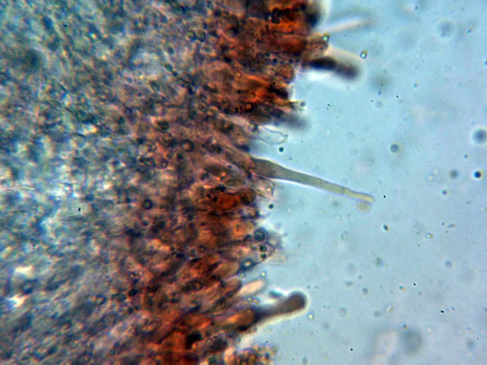 Microscopía de Phanerochaete calotricha - 10 - Himenio 2